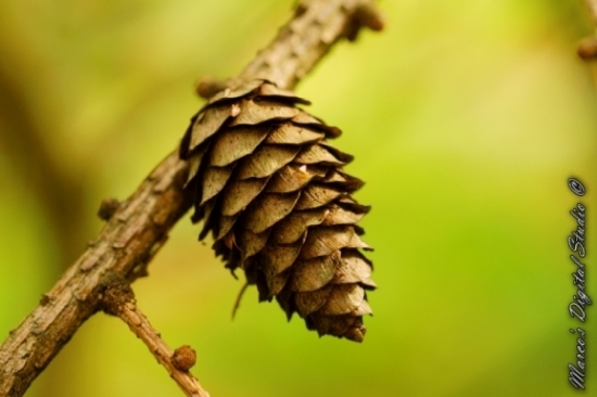Herfst